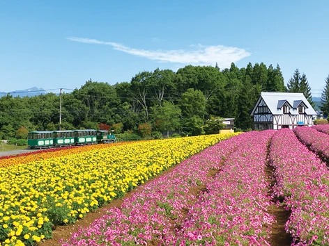 虹色の花畑